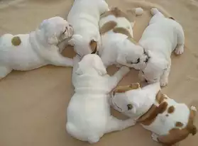 Adorables Chiots Bulldog Anglais EUREUREUR