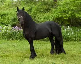 Noirs chevaux frisons