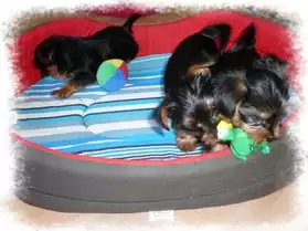 chiots yorschire toy
