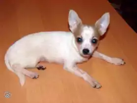 don magnifique Chihuahua
