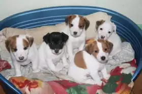 A donner chiots type Jack Russell