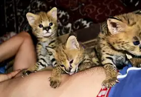serval et de chatons disponibles F1