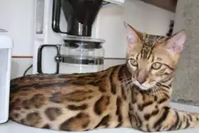 chatons leopards , race bengal