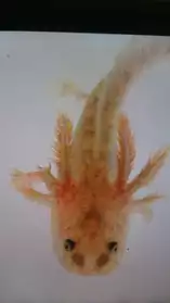 Axolotl copper
