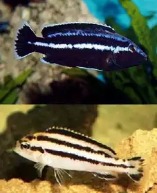 Melanochromis Parallelus ( sauvages F0)