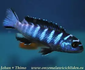 Pseudotropheus elongatus " Ruarwe " F0
