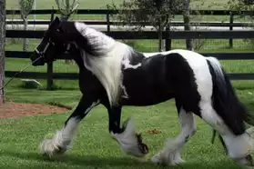 cheval gitane adorable