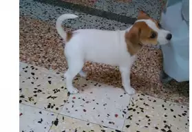 Chiots jack russel terrier