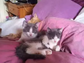 2 portées de chatons