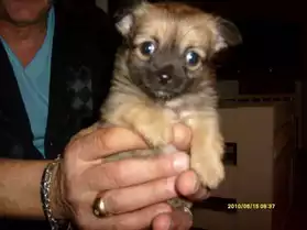 SUPERBE CHIOT FEMELLE CHIHUAHUA