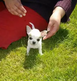 Disponible femelle type chihuahua