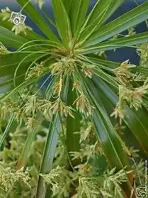 Plant PAPYRUS Cyperus Plante Fleur Bio