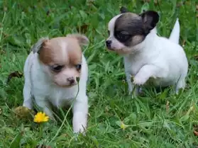 Magnifiques chiots Chihuahua pour vous