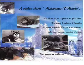 chiots Malamutes d'Alaska
