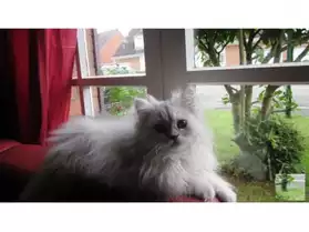 Adorable chaton de type persan chinchila