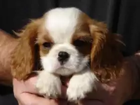 adorables chiots cavalier king charles