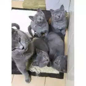 Superbes chatons chartreux