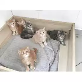 Magnifiques chatons maine coon