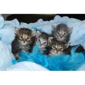 Chatons maine coon disponibles