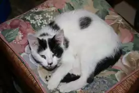 perdu chat male noir et blanc