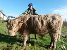 Highland Cattle (Taureau)