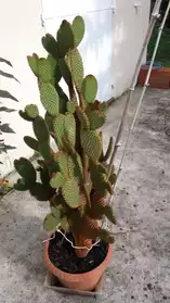 Cactus (oreille de cactus)