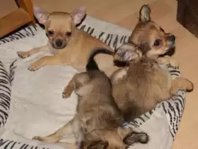 Superbes chiots type chihuahua