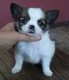 superbe chiot Chihuahua