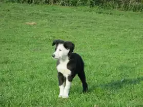Chiots type Border Collie