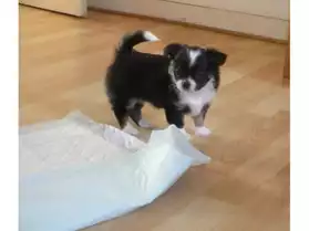 Bébé Chihuahua femelle pour adoption