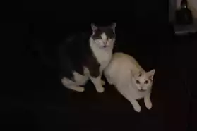 Donne deux chats