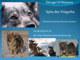 Chiots Spitz des Visigoths (mini loup)