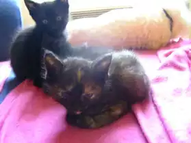 chaton mâle et femelle