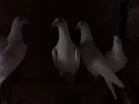 Pigeons Voyageurs Blancs