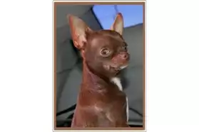Saillie Chihuahua Chocolat LOF