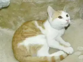 Tsuki adorable chaton à adopter
