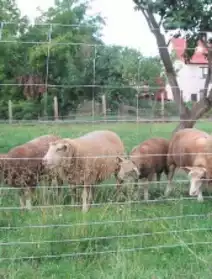 Grillage élevages, chêvre et moutons