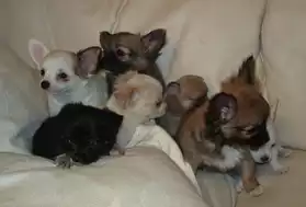 Merveilleux chiots Chihuahua de 3 mois d