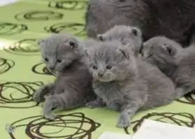 A "réserver" Adorables chatons chartreux
