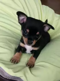 chiot type chihuahua