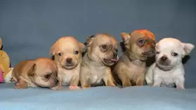 Vends chiots type chihuahua