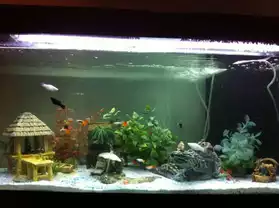 Aquarium 180L complet + deco et poisson