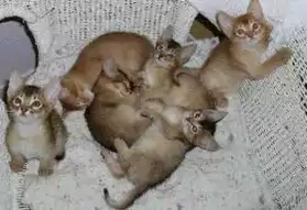 chatons type abyssins cherche foyer