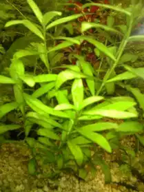 plante aquarium