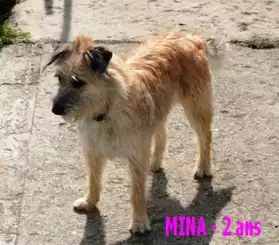 MINA - X Fox/Berger - 2 ans