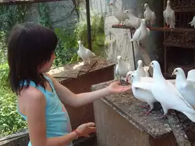 pigeons voyageurs blancs