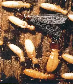 Appâts pour pièges termites
