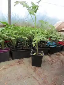 Plants de légume tomate etc. fleur géran