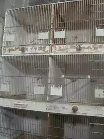 cage pour reproduction tout oiseaux