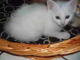 superbes chatons type angora turc blanc